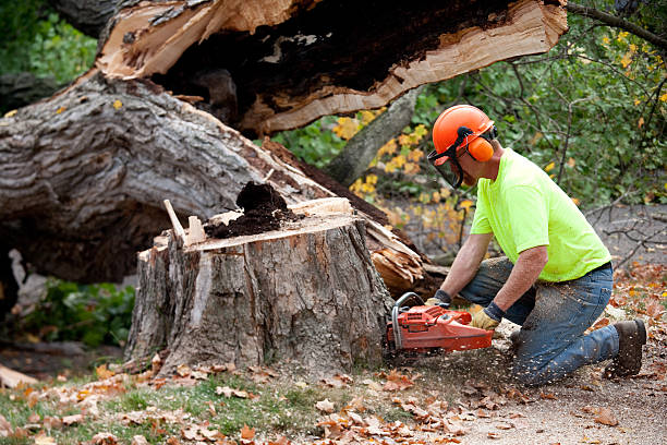 Residential Tree Removal in Pembroke, VA